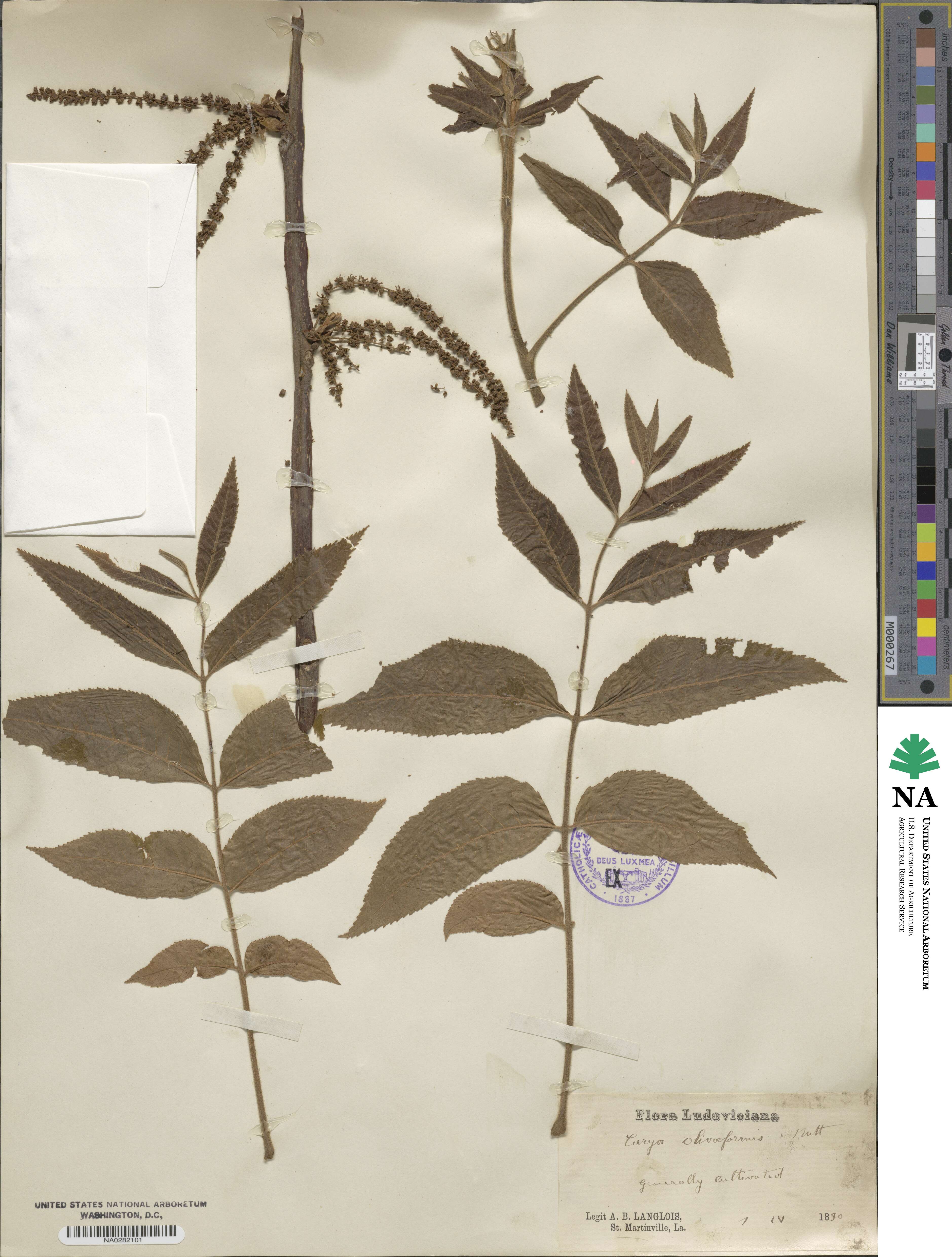Carya illinoinensis image
