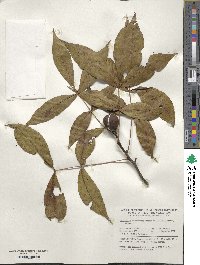 Carya glabra image