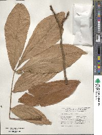 Carya laciniosa image