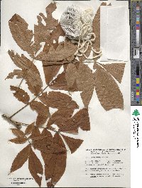 Carya laciniosa image