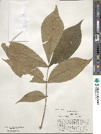 Carya laciniosa image