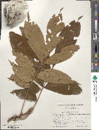 Carya laciniosa image