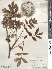 Carya laciniosa image