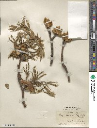 Carya laciniosa image