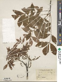 Carya myristiciformis image