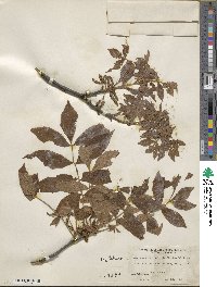 Carya myristiciformis image