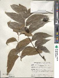 Carya illinoinensis image