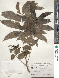 Carya illinoinensis image