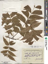 Carya illinoinensis image