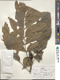 Carya illinoinensis image