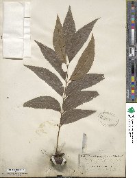 Carya illinoinensis image