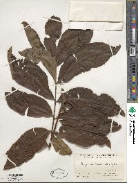 Carya illinoinensis image