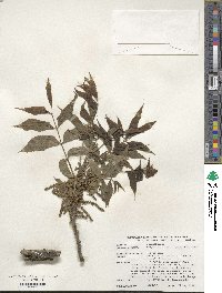 Carya illinoinensis image