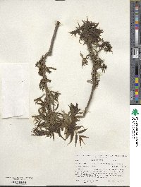 Carya illinoinensis image