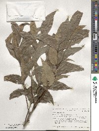 Carya illinoinensis image