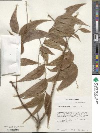 Carya illinoinensis image