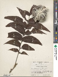 Carya illinoinensis image