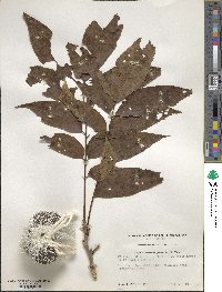 Carya illinoinensis image