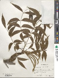 Carya illinoinensis image