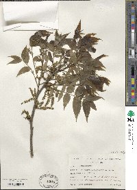 Carya illinoinensis image