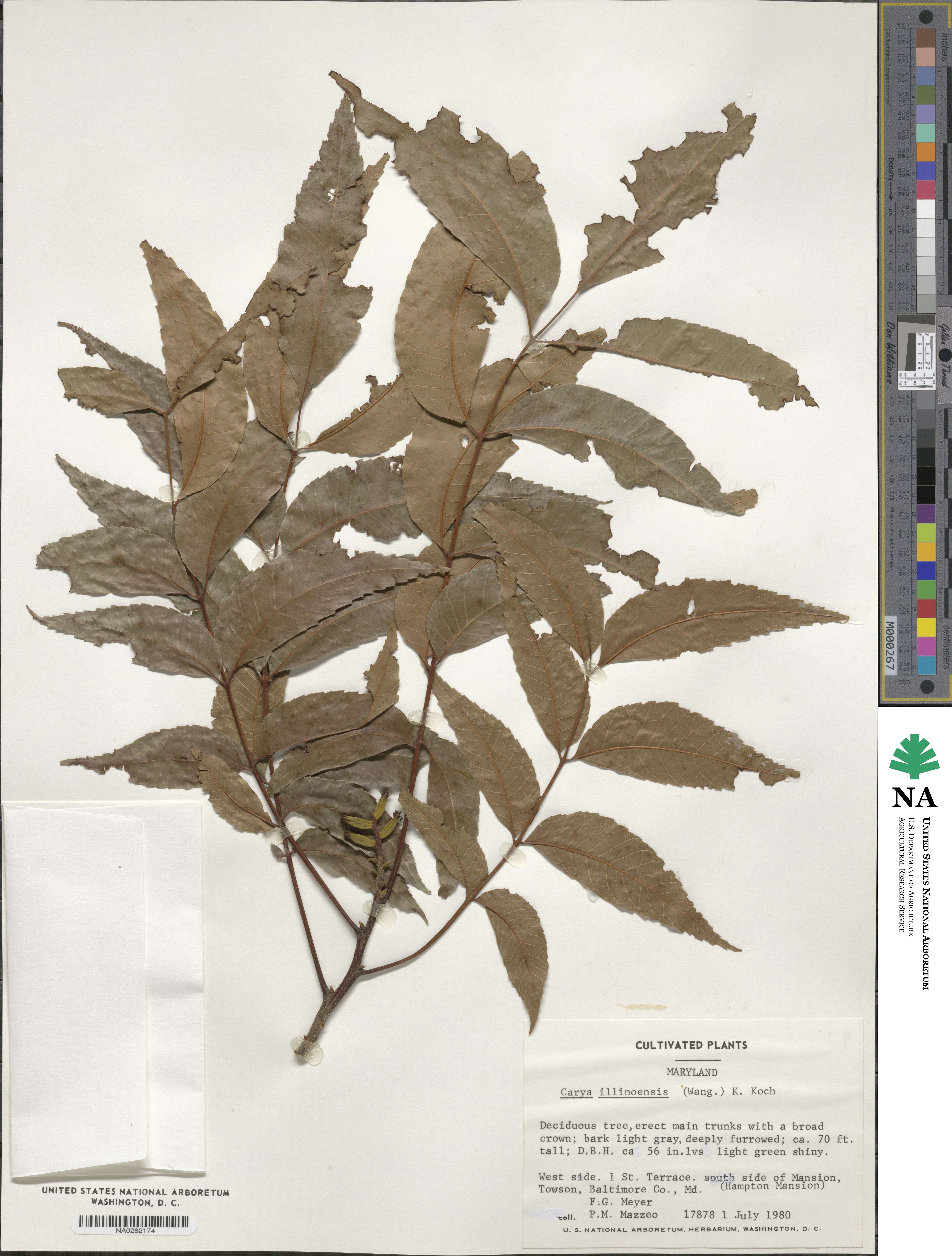 Carya illinoinensis image