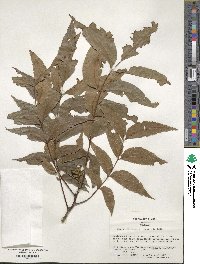 Carya illinoinensis image