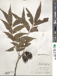 Carya illinoinensis image