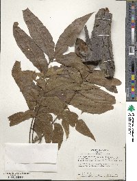 Carya illinoinensis image