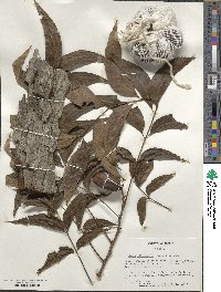 Carya illinoinensis image