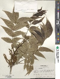 Carya illinoinensis image