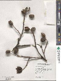 Carya illinoinensis image