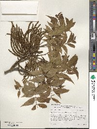 Carya illinoinensis image