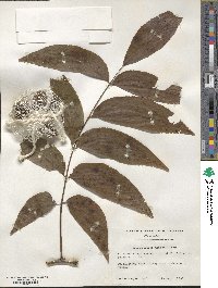 Carya illinoinensis image