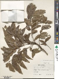 Carya illinoinensis image