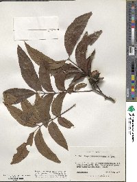 Carya illinoinensis image