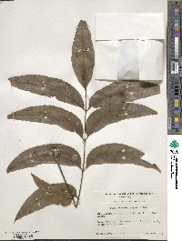 Carya illinoinensis image