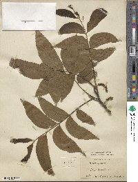 Carya illinoinensis image