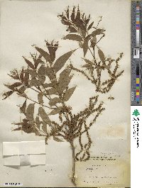 Carya illinoinensis image