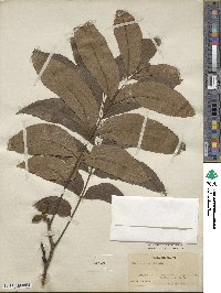 Carya illinoinensis image