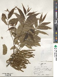 Carya illinoinensis image