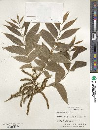 Carya illinoinensis image