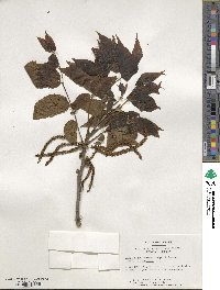 Carya illinoinensis image