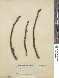 Carya illinoinensis image