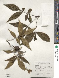 Carya glabra image