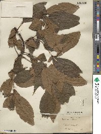 Carya glabra image