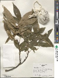 Carya glabra image