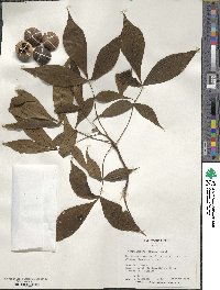 Carya glabra image