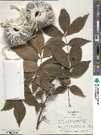 Carya glabra image