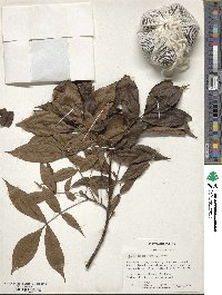 Carya glabra image