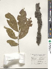 Carya glabra image